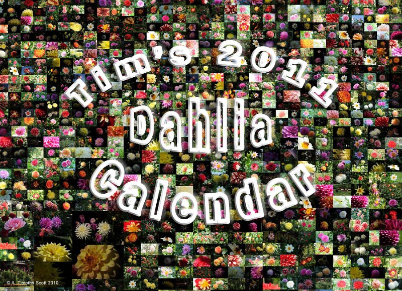 01 Tims 2011 Dahlia Calendar Cover.jpg